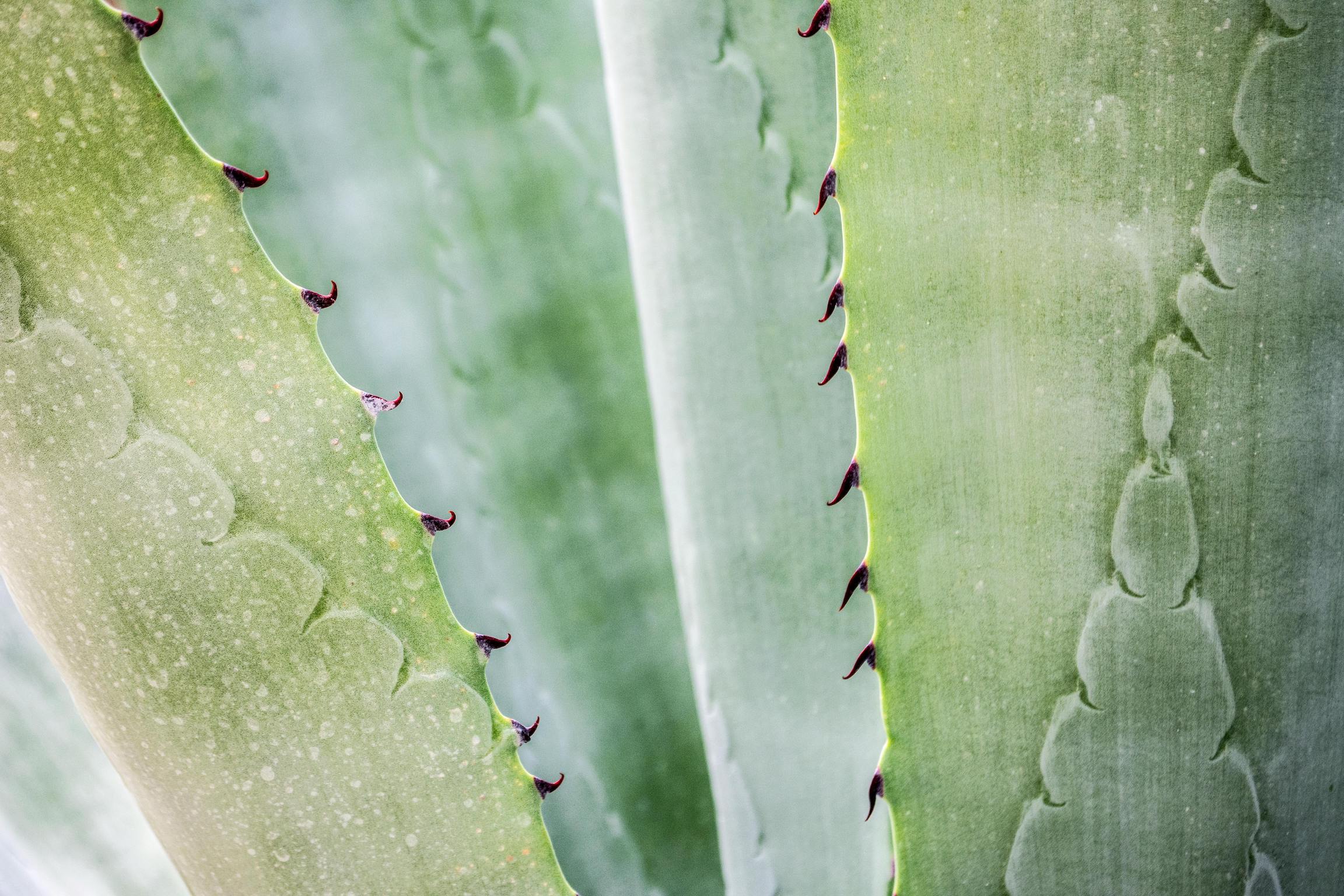 Say Aloe-ha to Juicy Skin!