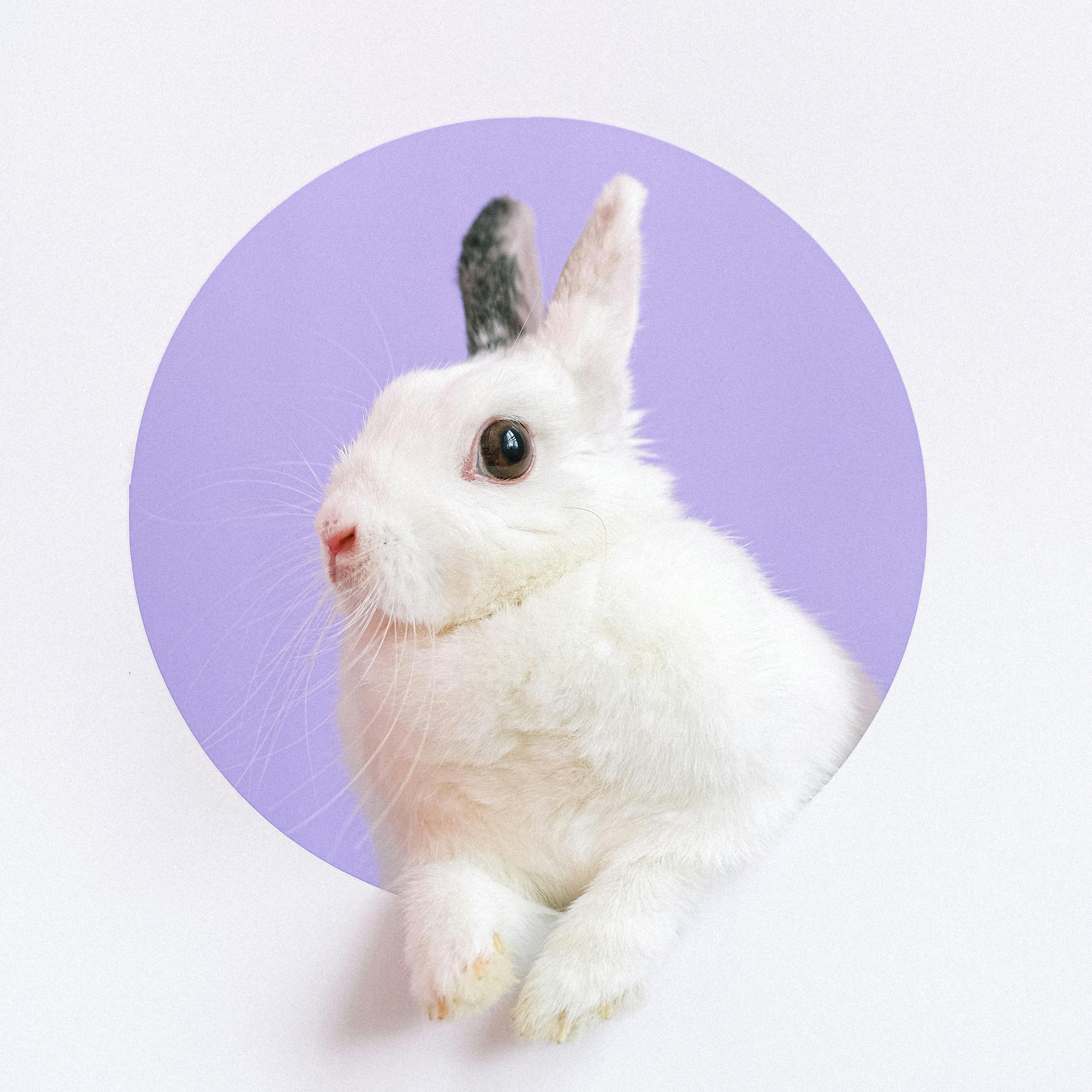 Cruelty-Free Beauty for Every-Bunny