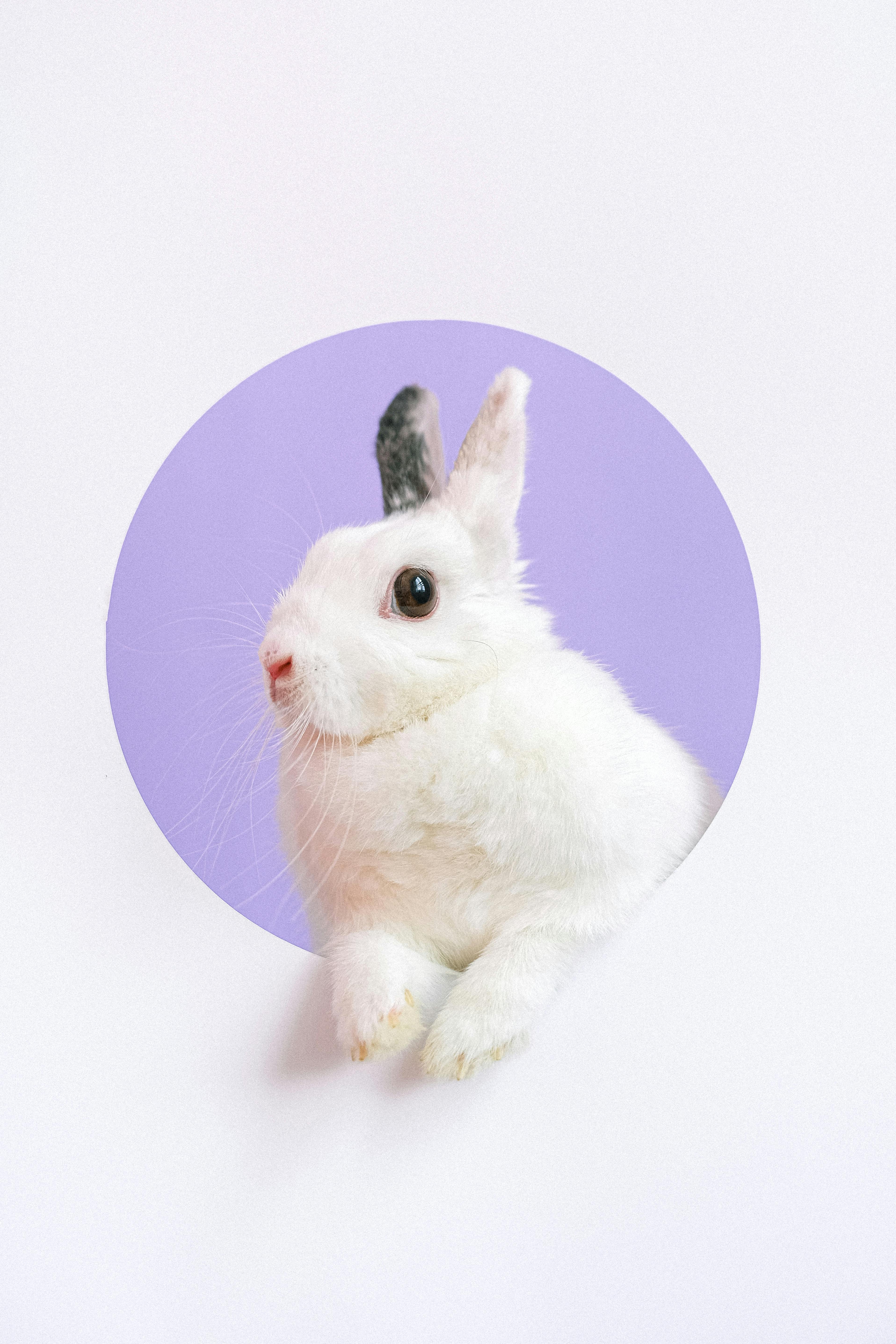 Cruelty-Free Beauty for Every-Bunny
